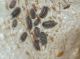 polyxenus e collembolo psocottero.JPG