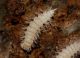 lophoproctidae dorsale con pennello ridotto.JPG