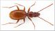 Orotrechus targionii alticola.jpg