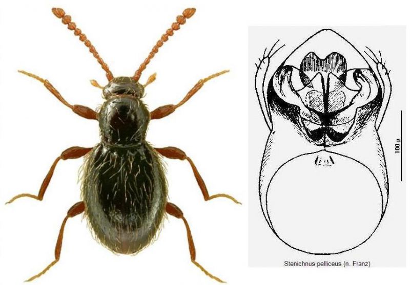 Stenichnus (Stenichnus) pelliceus Holdhaus, 1908.jpg