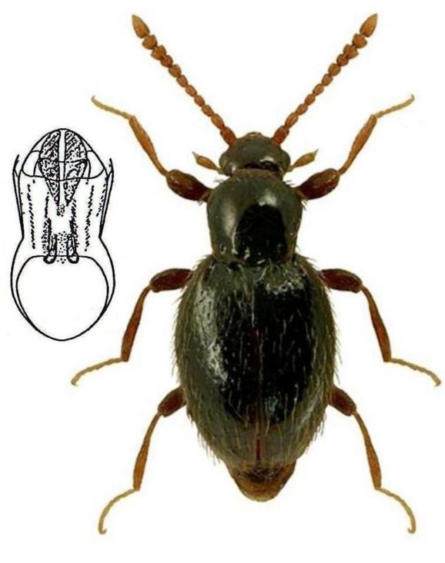 Stenichnus scutellaris (Müller et Kunze, 1822).jpg