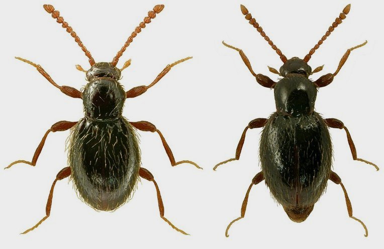 S_pelliceus-scutellaris.jpg