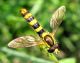 Sphaerophoria scripta (maschio) 3.jpg