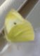 cap.jpg