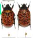 Atrichelaphinis tigrina OLIVIER, 1798.JPG