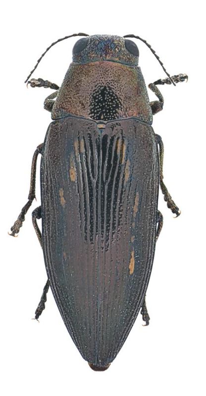 Buprestis dalmatina.jpg