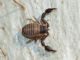 pseudoscorpione 2 e.jpg