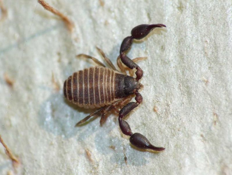 pseudoscorpione 2 e.jpg