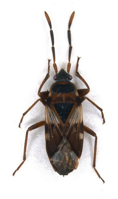 Scolopostethus_cognatus.jpg