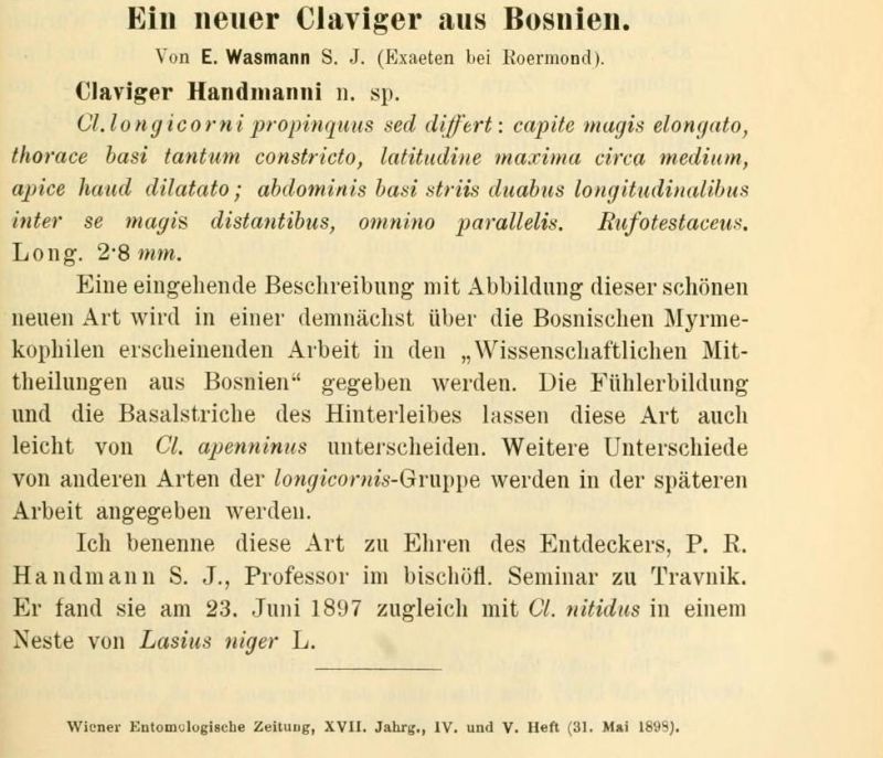 Claviger handmanni Wasmann, 1898.jpg