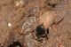 aphodius sp..jpg