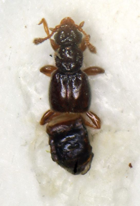 Bibloplectus ambigus Padule Fucecchio (FI( 01.94 l.Bordoni 1mm.JPG