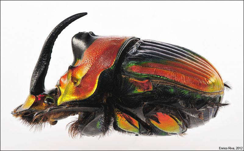 phanaeus_imperator_alticolis_m_side_low.jpg