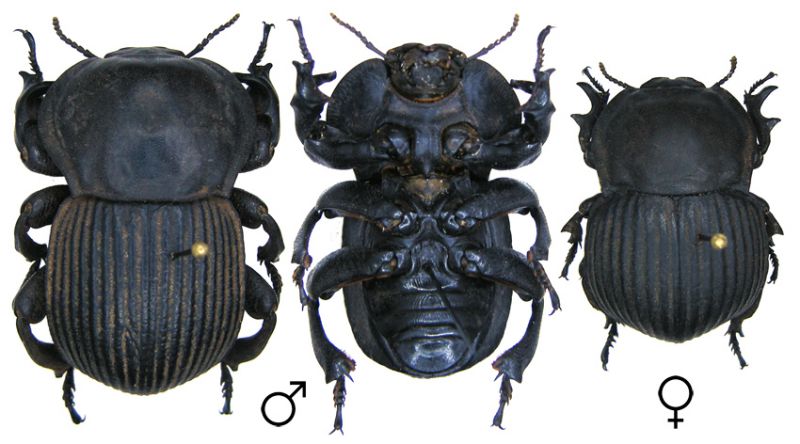 Tenebrionidae2.jpg