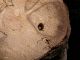 Scalambra_14-VIII-2005_Dicerca-alni_f01.JPG