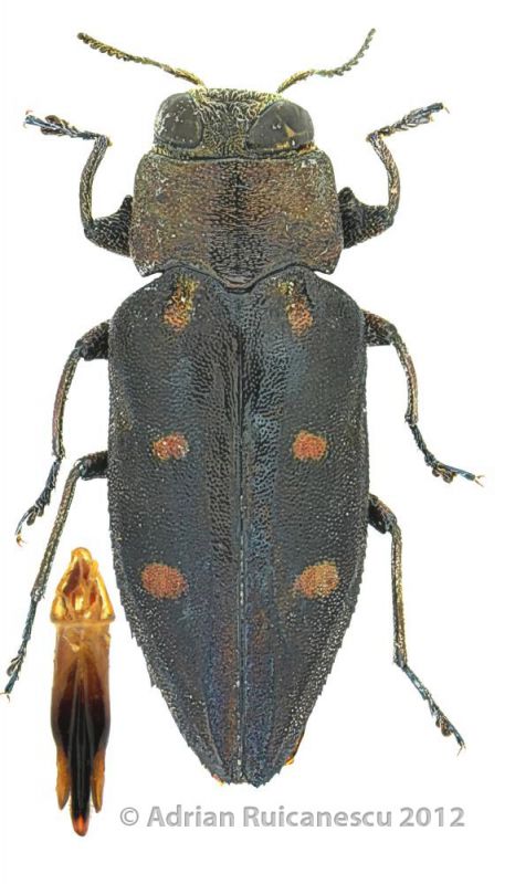 Chrysobothris solieri.jpg