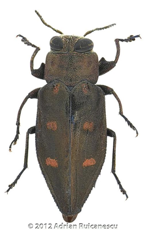 Chrysobothris solieri2.jpg