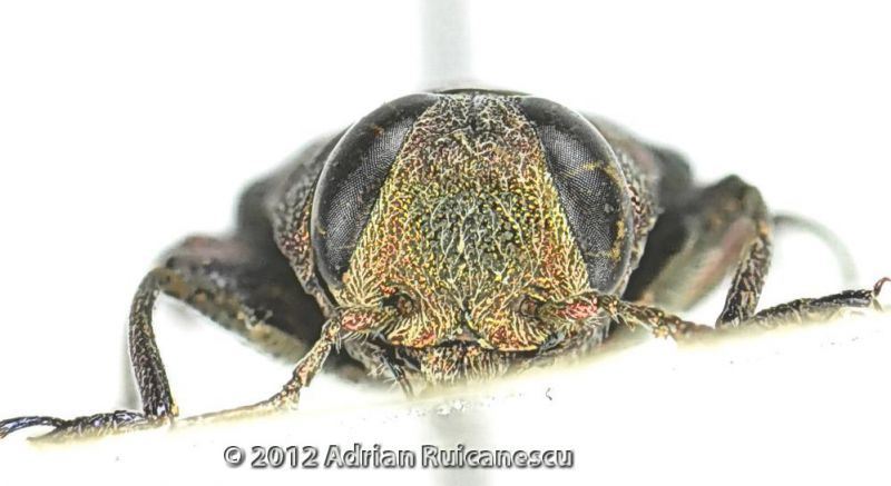 Chrysobothris solieri_Head2.jpg