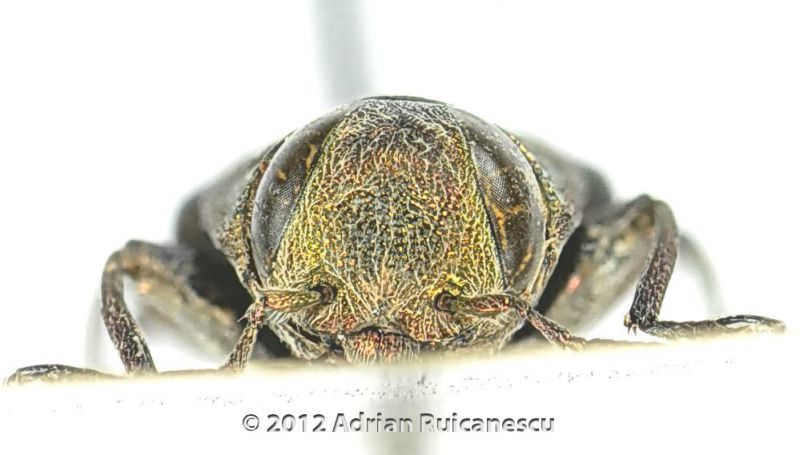 Chrysobothris solieri_Head1.jpg