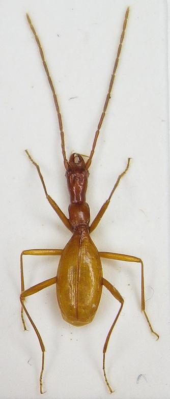 Orotrechus gigas.JPG