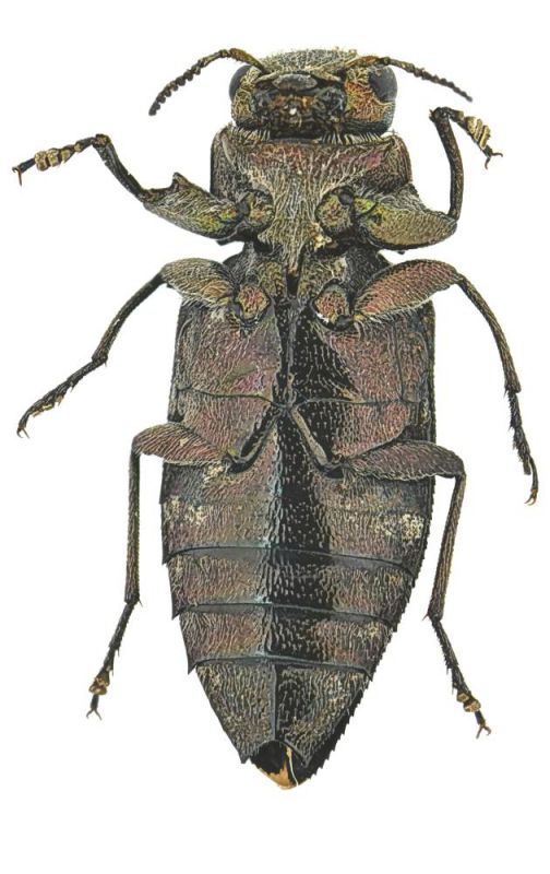 Chrysobothris solieri2_v.jpg