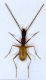 orotrechus_gigas_nevegalensis.jpg
