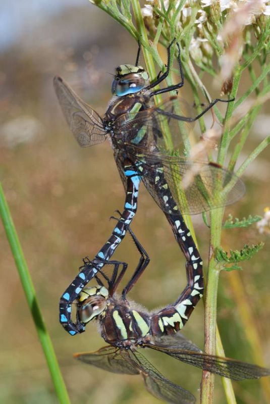 AeshnaJuncea7750.jpg