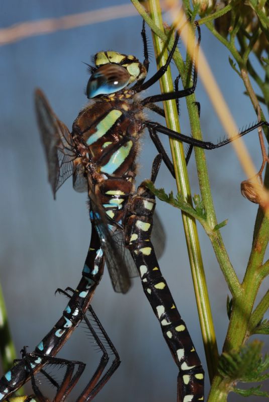 AeshnaJuncea7760.jpg