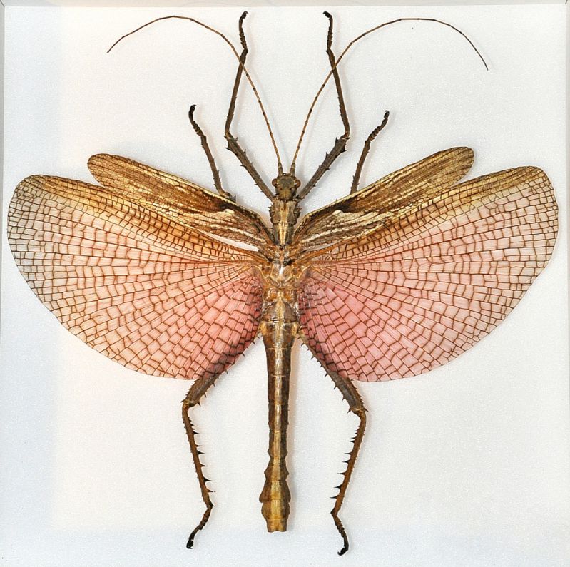 Heteropterix dilatata male.JPG