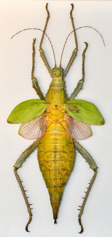 Heteropterix dilatata female.JPG