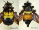 mimetismo_xylocopa_hyperechia_s.jpg