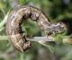 Crocallis dardoinaria oruga 1.jpg