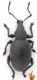 Otiorhynchus-puglia-Web.jpg