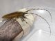 Agapanthia_asphodeli_Ostia_6-18-II-2012_b.jpg