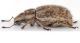 Strophosoma-porcellus-lateral-Web.jpg