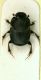 aa O.semicornis1.JPG