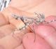 empusa3.jpg