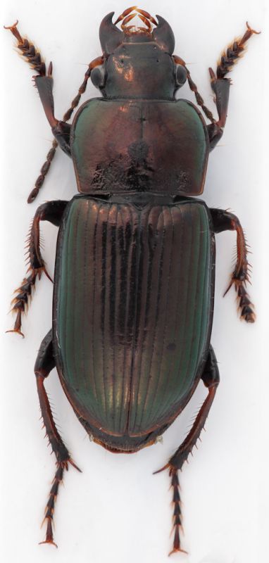 Carabidae-Web.jpg