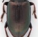 Carabidae-Elitre-Web.jpg