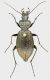 Carabus_janthinus_rugatus_Georgia_24mm_grey.jpg