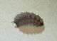 larva insieme.JPG