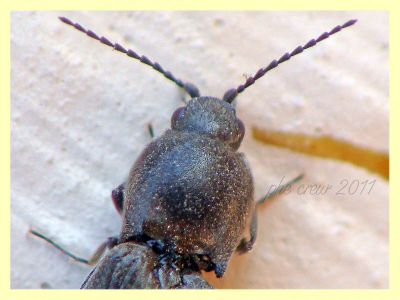 Elateridae (1).JPG