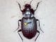 Immagine 054.jpg