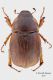 Geotrogus-sicelis_femmina.jpg