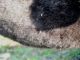hippobosca tolfa.JPG