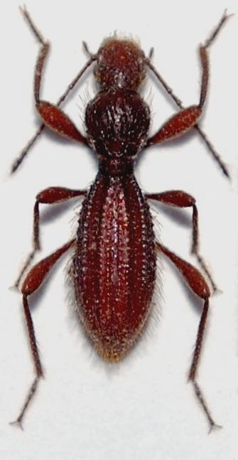 Leptodes heydeni Reitter, 1892.JPG