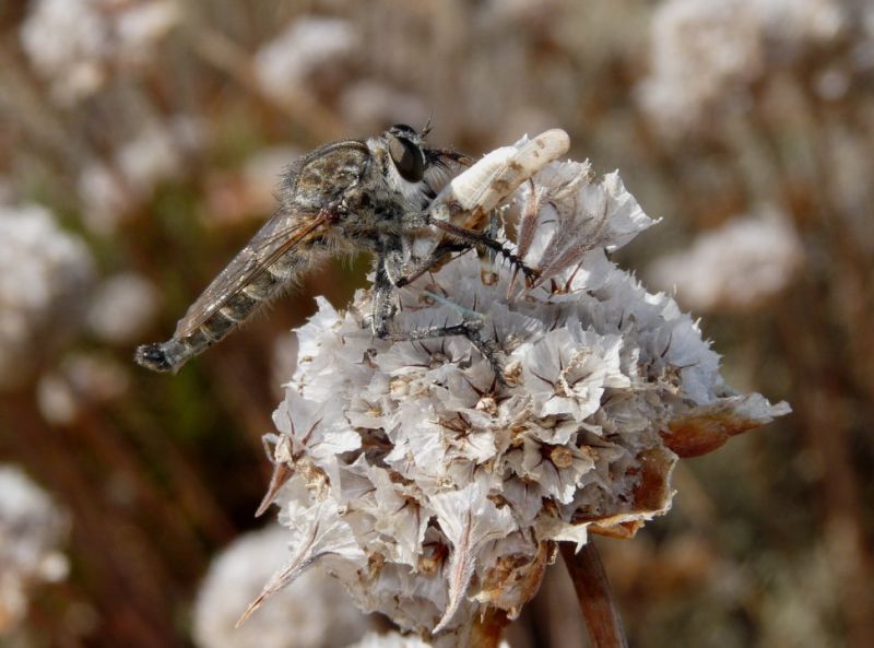 asilidae 31-8-2010.JPG