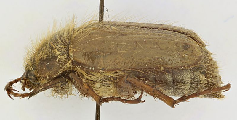 Amphimallon_Lodi_b.jpg