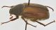 Amphimallon_Vallefredda_b.jpg