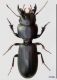 Scarites sp..jpg